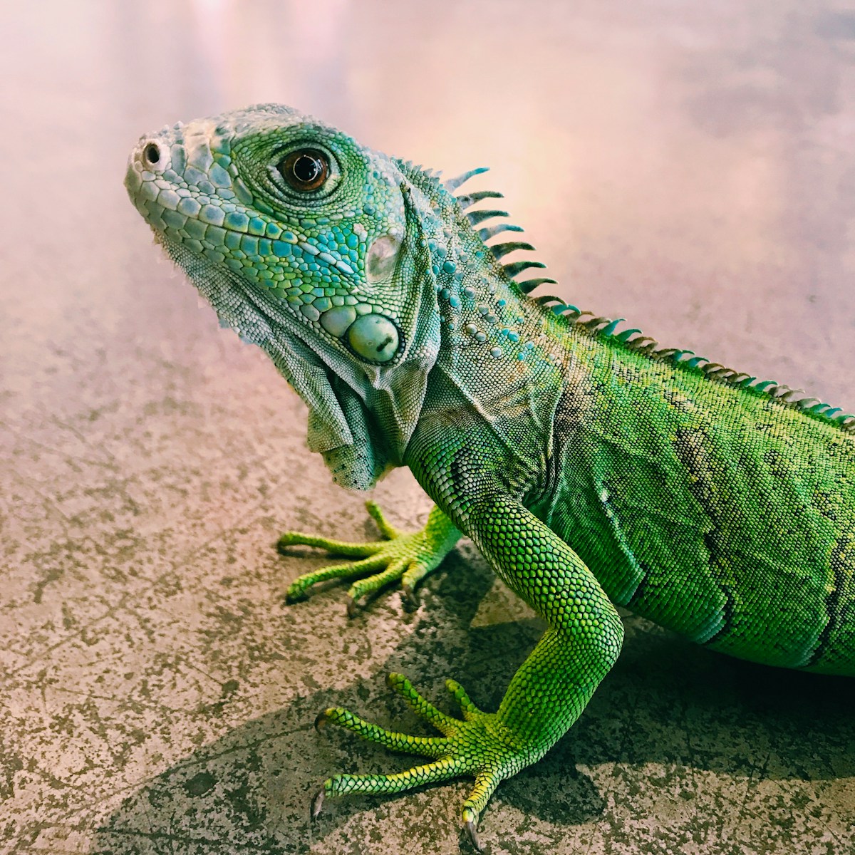 Iguana being analyzed by Guarda